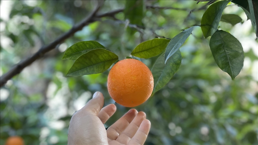 11:00 – 11:30 | Scenic Drive Through Fruit Orchards
