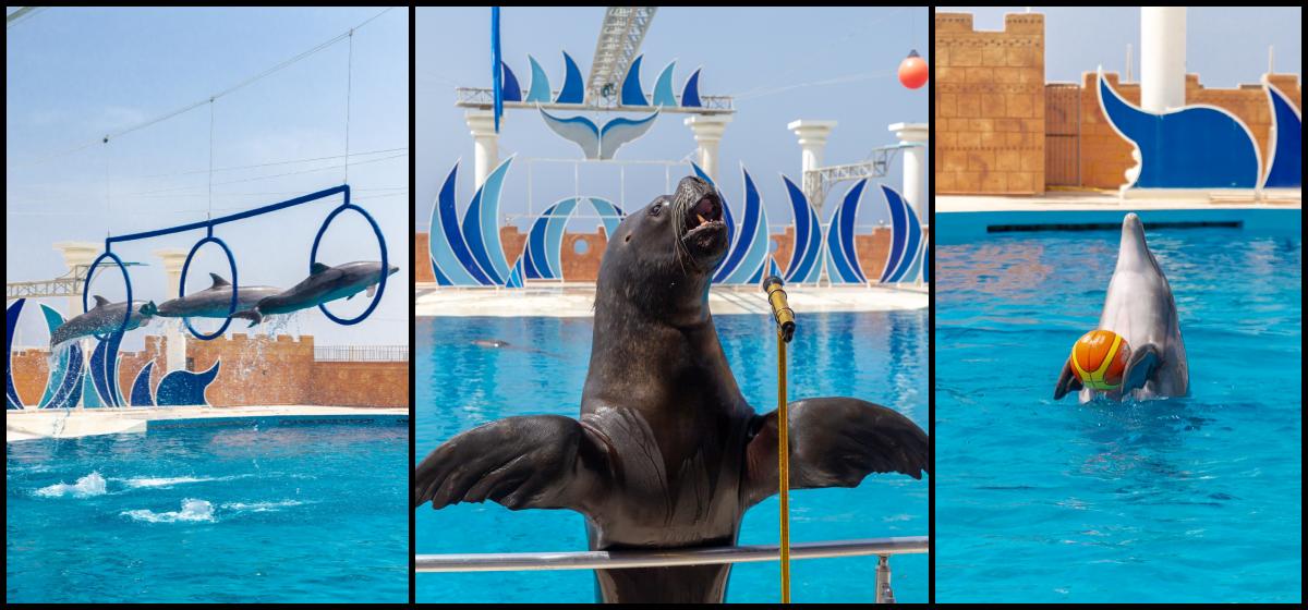 Alanya Dolphin Show